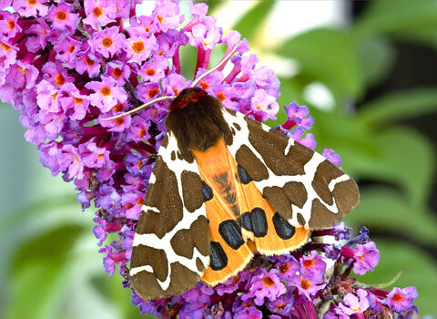 Garden tiger by Denis Jackson