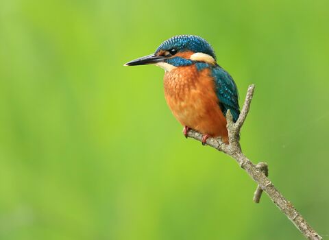 A kingfisher perched on a branch in front of a green background. It's a compact bird with a strong beak, blue back and orange belly