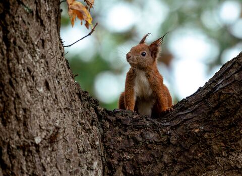 A red squirrel in a tree