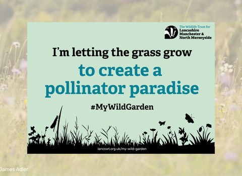 A downloadable, printable sign to display in your wild lawn, which says 'I'm letting the grass grow to create a pollinator paradise'
