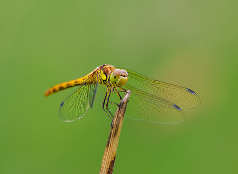 A common darter dragonfly resting on a perch