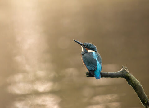 A kingfisher resting on a branch above a body of water