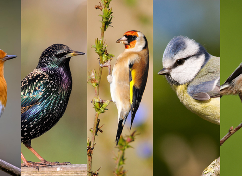 A collage of images of seven bird species featured in our email course