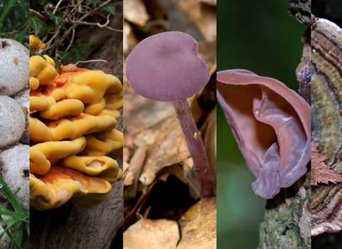 A collage of images of seven fungi species featured in our email course