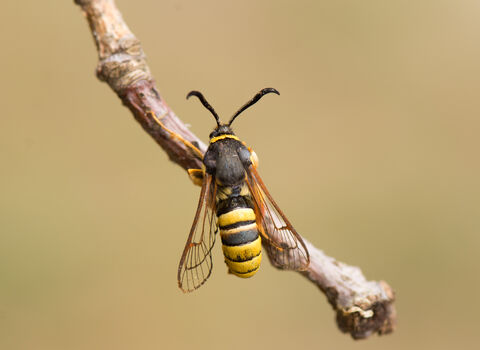 Black and yellow striped moth with clear wings that looks just like a hornet