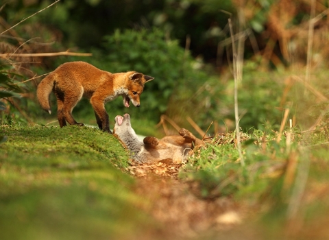 Fox cubs play fighting in front of bushes