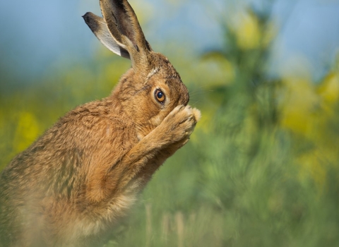 Brown hare grooming in a field of yellow flowers