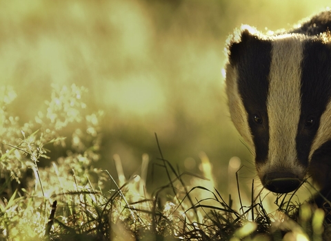 Close-up of a badger looking into the camera as bright evening light illuminates the surrounding grasses