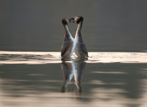 A pair of great-crested grebes performing their courtship dance on a lake
