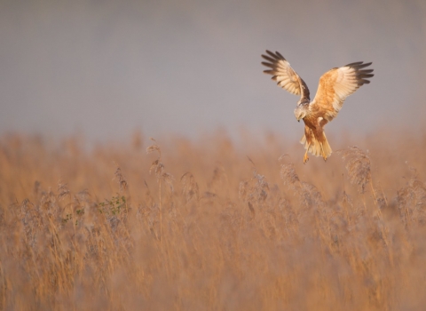 A marsh harrier hovering over a reedbed
