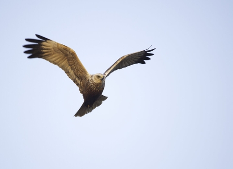 A marsh harrier in flight against a bright blue sky