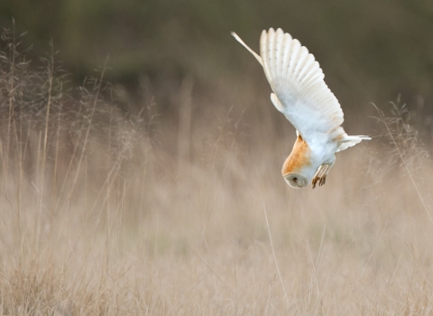 A barn owl diving into grass while hunting