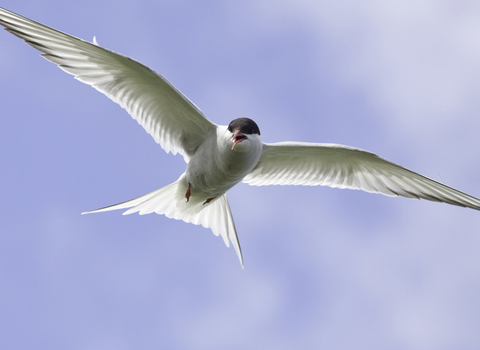 Arctic tern flying