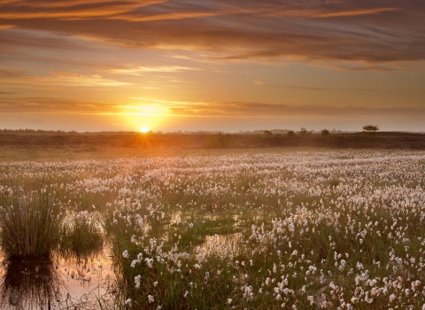 The sun rising over a healthy peat bog landscape in Ireland