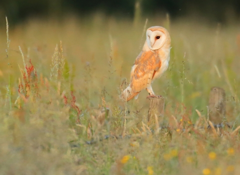 A barn owl perched on a fence post in a wildflower meadow