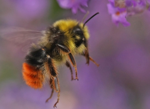 A male red-tailed bumblebee flying towards purple lavender flowers