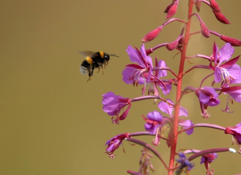 A bumblebee flying towards pink wildflowers to feed