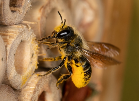 A leafcutter bee covered in pollen flying into a bamboo stick in a bee hotel