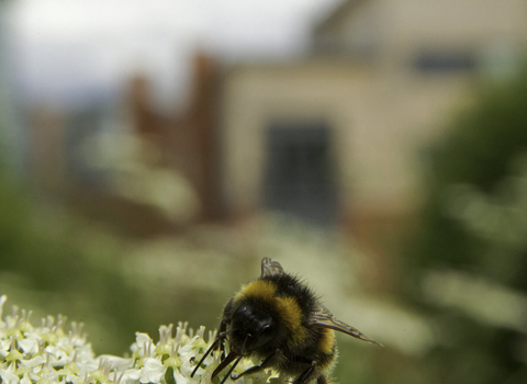 A bee on white cow parsley flowers with a house visible in the background