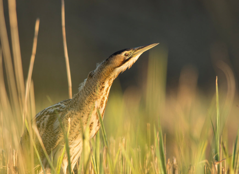 A bittern in reeds and grasses at the side of a pool