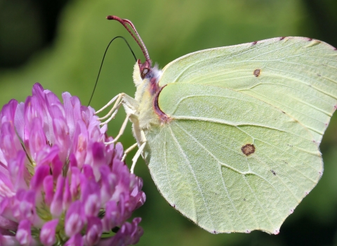 A brimstone butterfly feeding from red clover