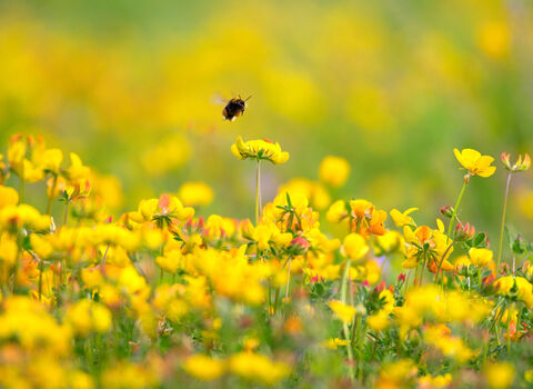 Bumblebee flying over yellow flowers