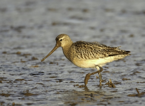 A bar-tailed godwit foraging in the mud of a saltmarsh