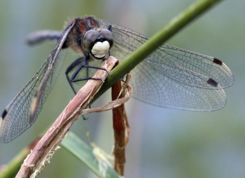 Male white-faced darter dragonfly