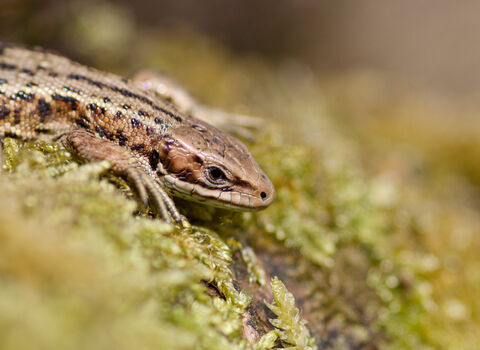 Peatland restoration | The Wildlife Trust for Lancashire, Manchester ...