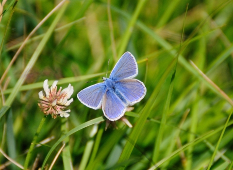 Male common blue butterfly feeding from white clover