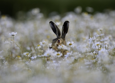 A brown hare poking its head above a stand of ox-eye daisies