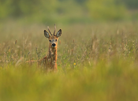 A roe deer buck peeking up from the middle of long grass in a field