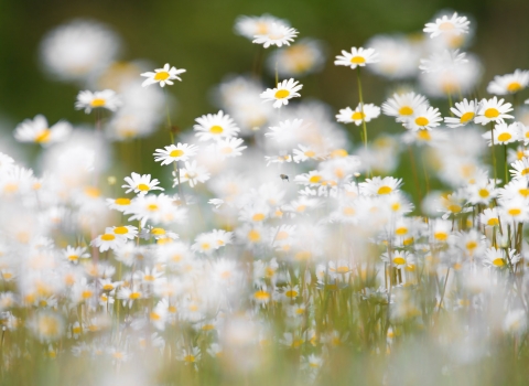 A field of ox-eye daisies