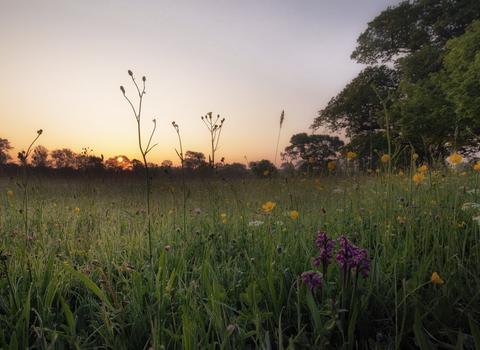 The sun rising over a wildflower meadow where orchids are growing