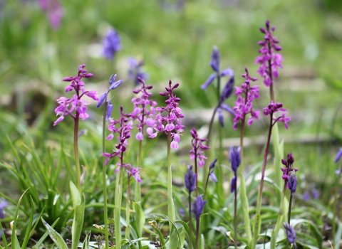 Early purple orchids growing on grass alongside bluebells