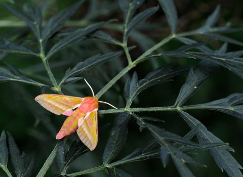 An elephant hawkmoth resting on the branches of a bush