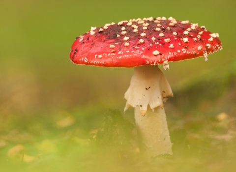 A fly agaric mushroom poking out of the grass