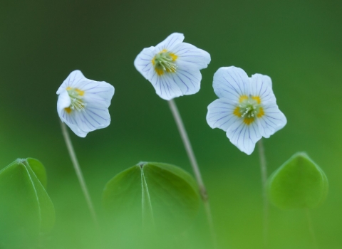 Three wood sorrel flowers growing on the forest floor