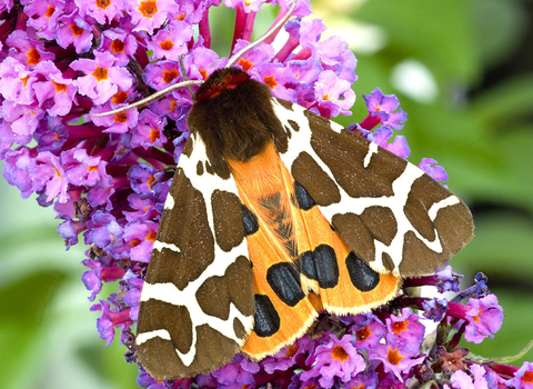 A garden tiger moth resting on buddleia during the day