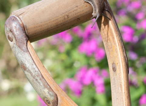 A snail sliding over the wooden handle of a spade in a garden