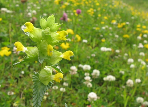 Yellow rattle growing in a healthy hay meadow