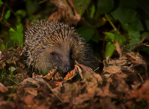 A hedgehog snuffling about in leaf litter at night under a garden light
