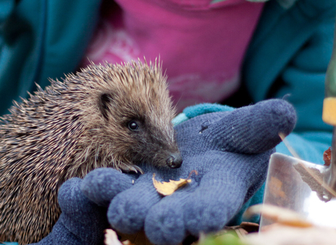 Woman holding hedgehog in autumn leaves (captive, rescue animal)