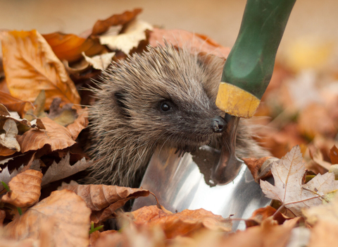 Hedgehog peering out from under autumn leaves next to garden trowel (captive, rescue animal)