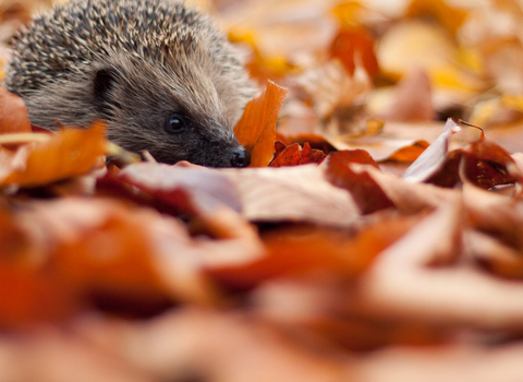 Hedgehog in autumn leaves