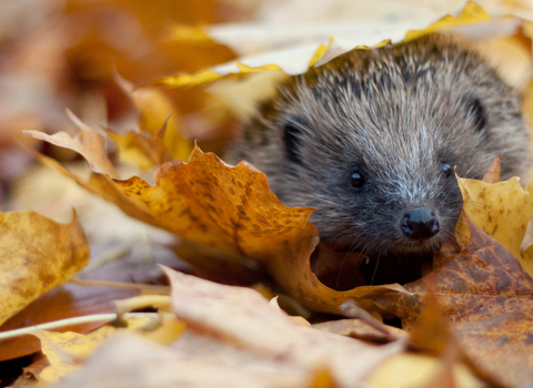 A hedgehog peeking out from a pile of orange autumn leaves