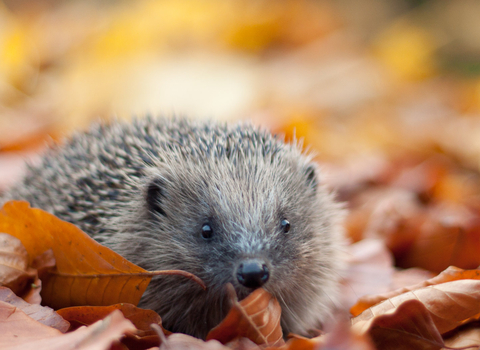 Hedgehog in leaves