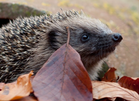 A hedgehog peeking out from orange autumn leaves