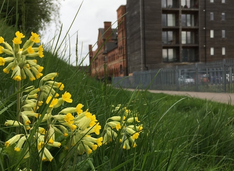 Bunches of cowslips growing opposite a block of flats in an urban setting