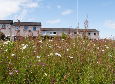 Wildflowers growing in a wildlife-friendly road verge